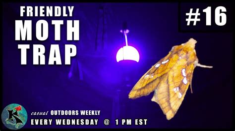 Our clothes moth trap uses natural moth pheromones to eliminate these destructive moths, preventing the damage of your home. Building a Friendly Moth Trap (It's super easy.) | KNOW ...