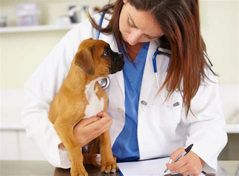 Polymositis In Dogs Symptoms Causes And Treatments Dogtime