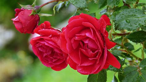 Roses Flowers Garden Spring Rain Drops Red Love Romance