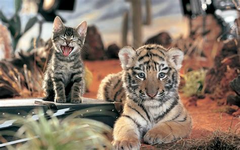 The Tiger And The Kitten Wallpaper Hd Wallpapers