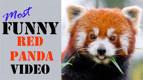 Funny Red Panda Video Try Not To Laugh Amazing Facts About Red