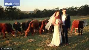 Couples Wedding Pictures Interrupted By A Mounting Bull In Toowoomba