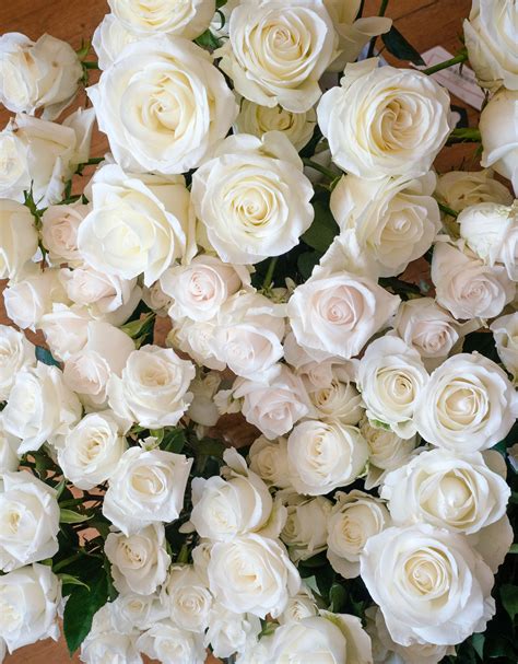 Home Rose Varieties White Roses Rose
