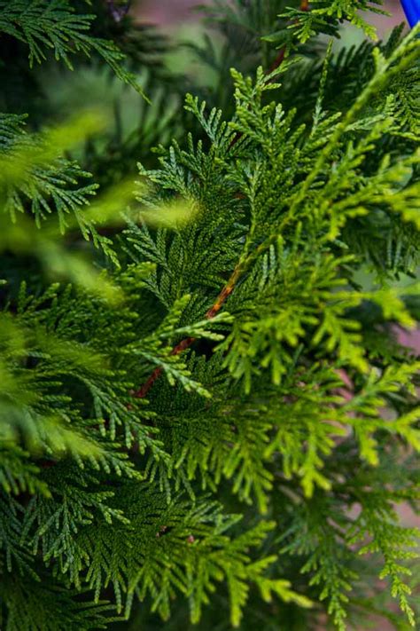 How thuja green giants evergreens are grown at pryor's nursery in maryland. Thuja x 'Steeplechase' P.P. #16,094 | Kiefer Nursery ...