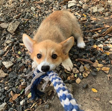 15 Adorable Corgis To Make You Gasp Out Loud From Cuteness Overload