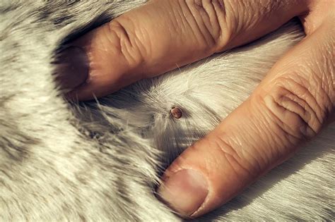 How To Remove A Tick From A Dog Detailed Guide Petstruggles