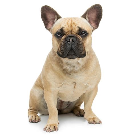 Batpig & me tumble it. Francia bulldog | Pet4you.hu