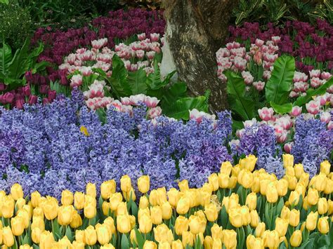 Wallpaper Tulips Flowers Hyacinths Flowerbed Park Green
