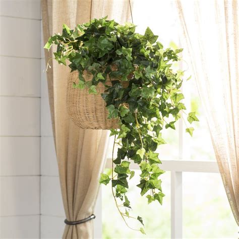 Mini Hanging Bush Ivy Plant | Ivy plants, Hanging plants indoor