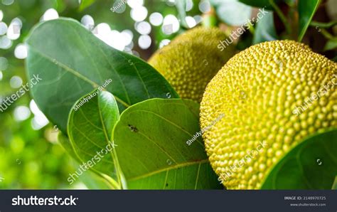 24204 Jackfruit Trees Images Stock Photos And Vectors Shutterstock