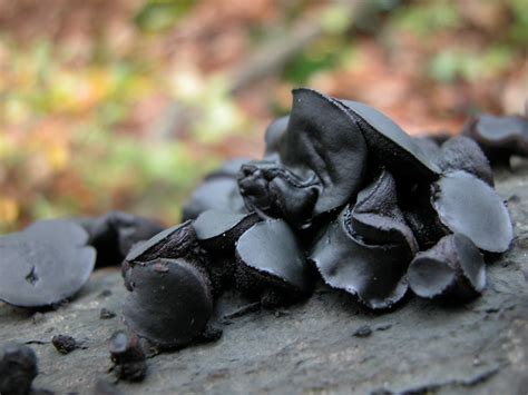 Imageafter Photo Nature Plants Mushroom Macro Mushrooms Black