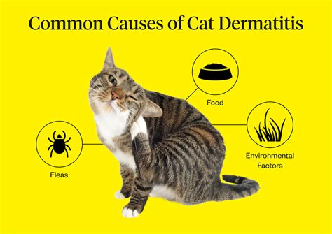 Cat Dermatitis Symptoms Causes And Treatments