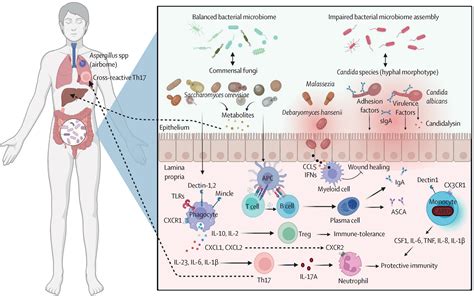 The Gut Mycobiome In Health Disease And Clinical Applications In