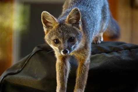 Gray Fox Kits Are Being Born Now On The Beautiful Mendonoma Coast