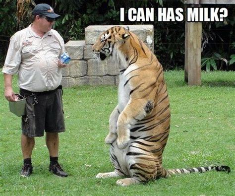 49 Funny Tiger Memes Graphics Pictures Images And Photos