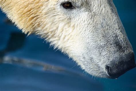 Unraveling The Mysteries Of Polar Bear Hair Eye On The Arctic