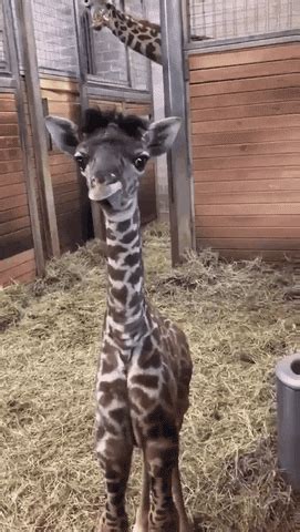You Adorable Giraffe Gifs Get The Best Gif On Giphy