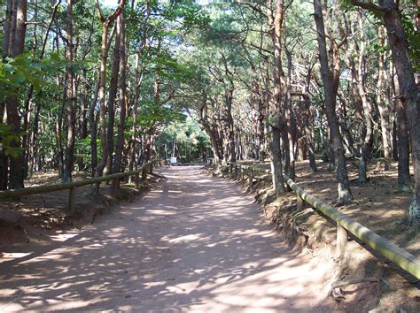 Free Picture Path Forest