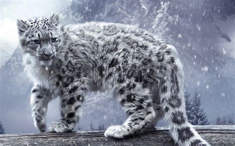 Snow Leopard Wallpaper 1080p Wallpapersafari