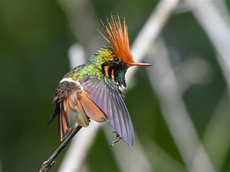 7 Especies De Aves En Peligro De Extinción En México Y América Latina
