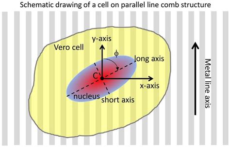 Than this is the best tutorial to guide you making it. Schematic drawing of a cell on tungsten/silicon oxide ...