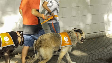 La Terapia Con Perros De Fundación Affinity Ayuda A Niños Tutelados A