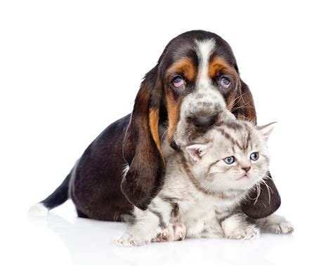 Picture Puppy Kitty Cat Basset Hound Dog Cat 2 Animal White