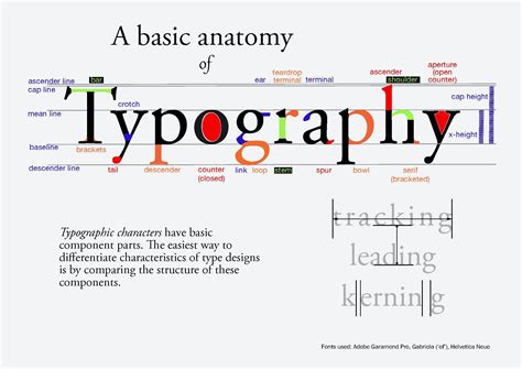 Anatomy Of Typography For Anatomy Of Typography Poster Human Anatomy
