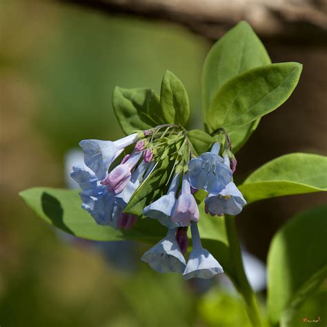 Pink Virginia Bluebells Or Virginia Cowslip Dspf269 Photograph By Gerry