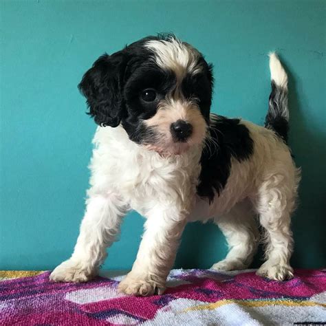 F1b Cavapoo Female Puppy Available Now In Ripley Derbyshire Gumtree