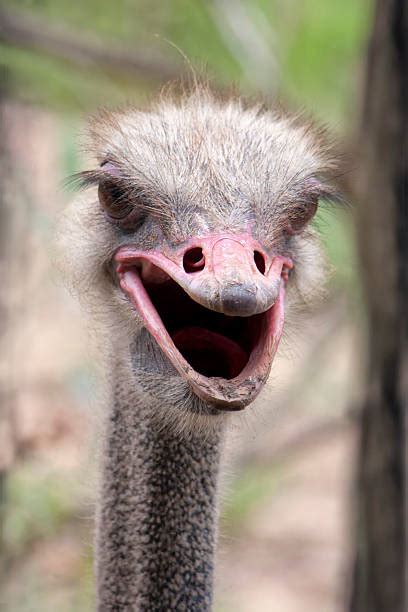 Ostrich With Mouth Open Stock Photos Pictures And Royalty Free Images