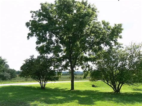 Juglans Nigra Southern Deciduous Edible Fruit Nuts Fruits Hardwood Shade Tree Black Walnut