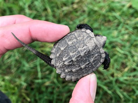 Seven Months In The Life Of A Snapping Turtle Maine Audubon