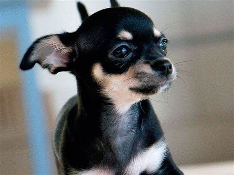 Fotos De Chihuahuas Bonitos Actitudfem