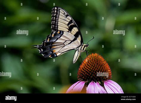 El Tigre Oriental Swallowtail En La Flor De Echinacea La Mariposa Es