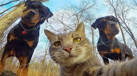😁 Funniest 🐶 Dogs And 😻 Cats Awesome Funny Pet Animals Life Videos 😇