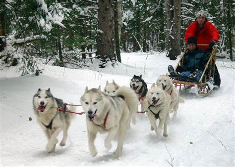 4 Unique Dog Sled Pictures In Biological Science Picture Directory