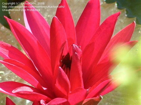 Plantfiles Pictures Tropical Night Blooming Water Lily Waterlily Red