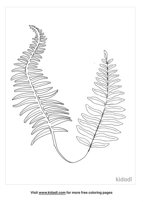 Free Fern Coloring Page Coloring Page Printables Kidadl