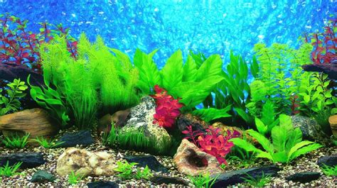 Aquarium Fish Tank Background Double Sided 24 60cm High 2 To 10 Ft