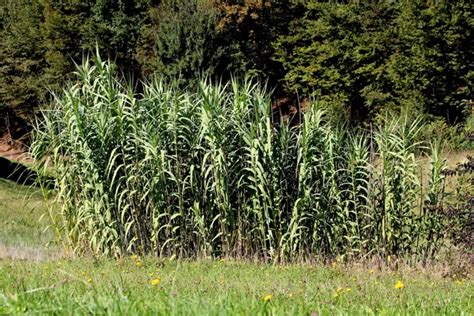 Giant Reed Or Arundo Donax Or Giant Cane Or Elephant Grass Or Carrizo
