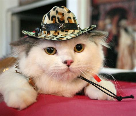 Sad Cat In A Cowboy Hat