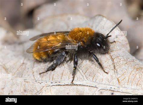 Tawny Burrowing Bee Tawny Mining Bee Tawny Mining Bee Andrena Fulva