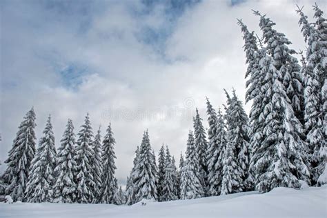 Magical Snow Covered Fir Trees In The Mountains Stock Photo Image Of