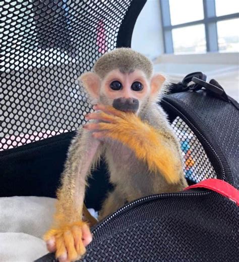 Acheter un singe de compagnie Combien coûte un bébé singe Organic