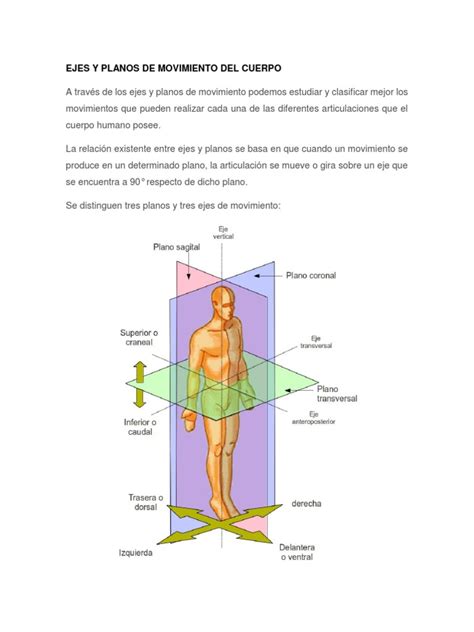 Ejes Y Planos De Movimiento Del Cuerpo Términos Anatómicos De