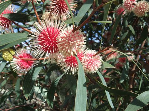 Famous Native Plants Western Australia 2023 Acrylic Food Storage