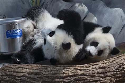 Happy Birthday Atlanta Zoos Giant Panda Twins Turn 1 Wabe