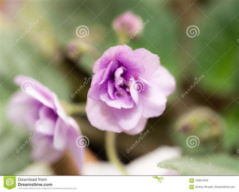 Violet Flowers Macro Stock Image Image Of Perennial 100641635