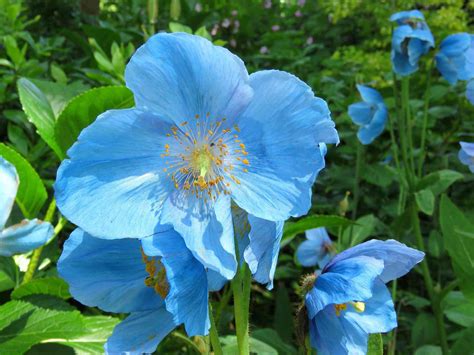 12 Beautiful Blue Flowering Plants For The Garden